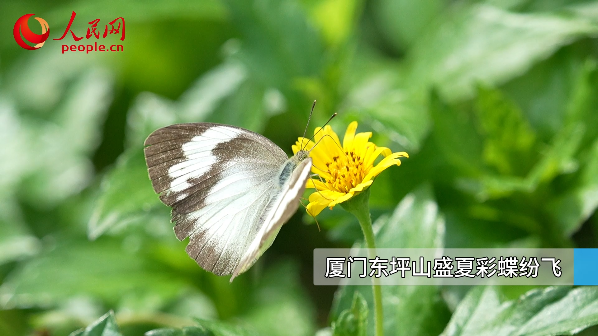 厦门：彩蝶漫山舞  游客打卡勤