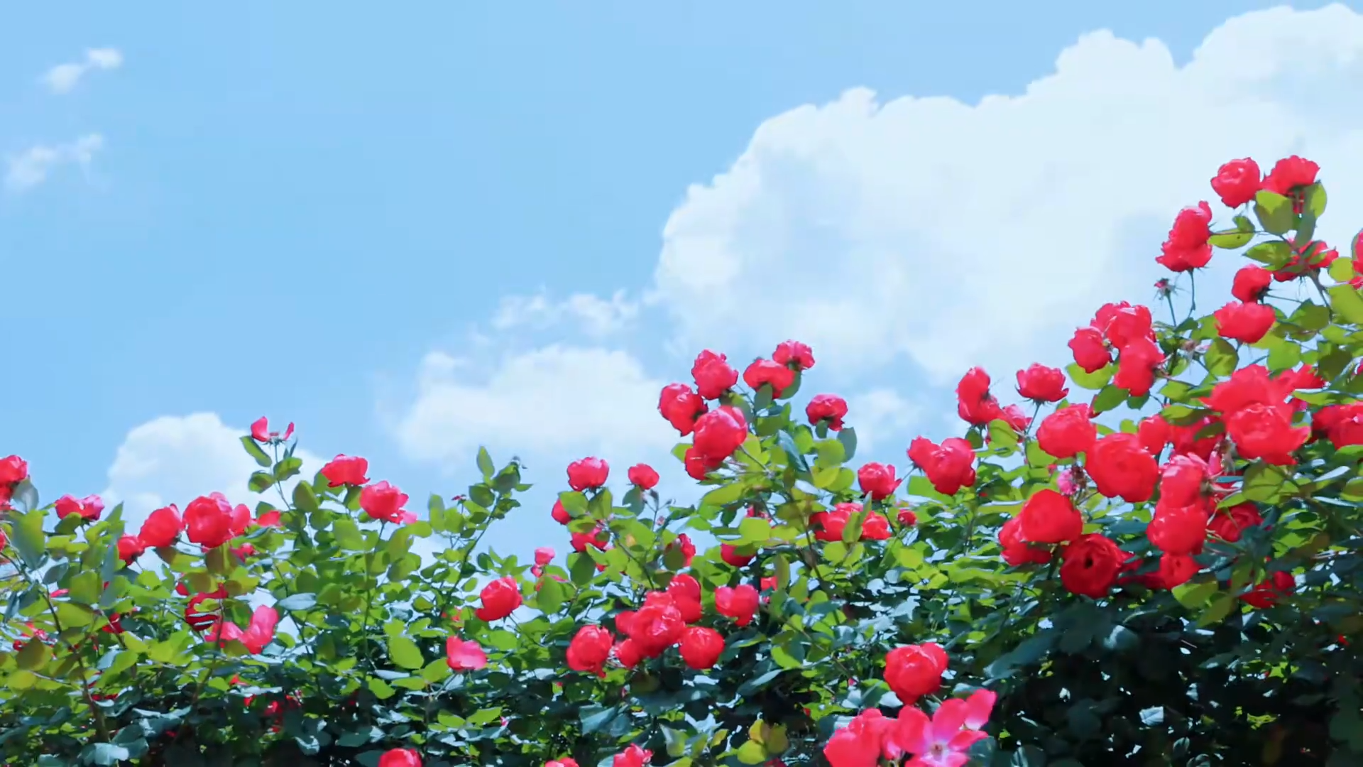云南永德雪山与花海邂逅 每一帧都好治愈