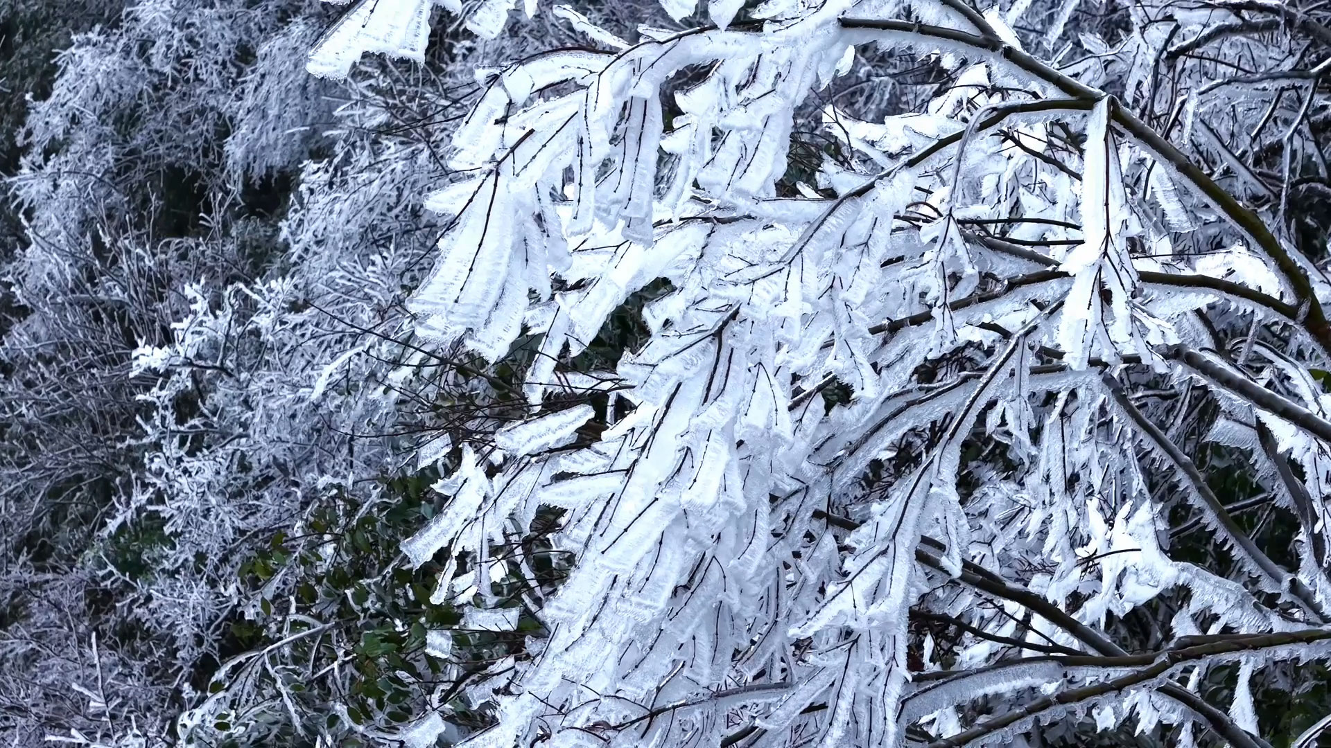 云南盐津树木挂上“冰雪糖霜”