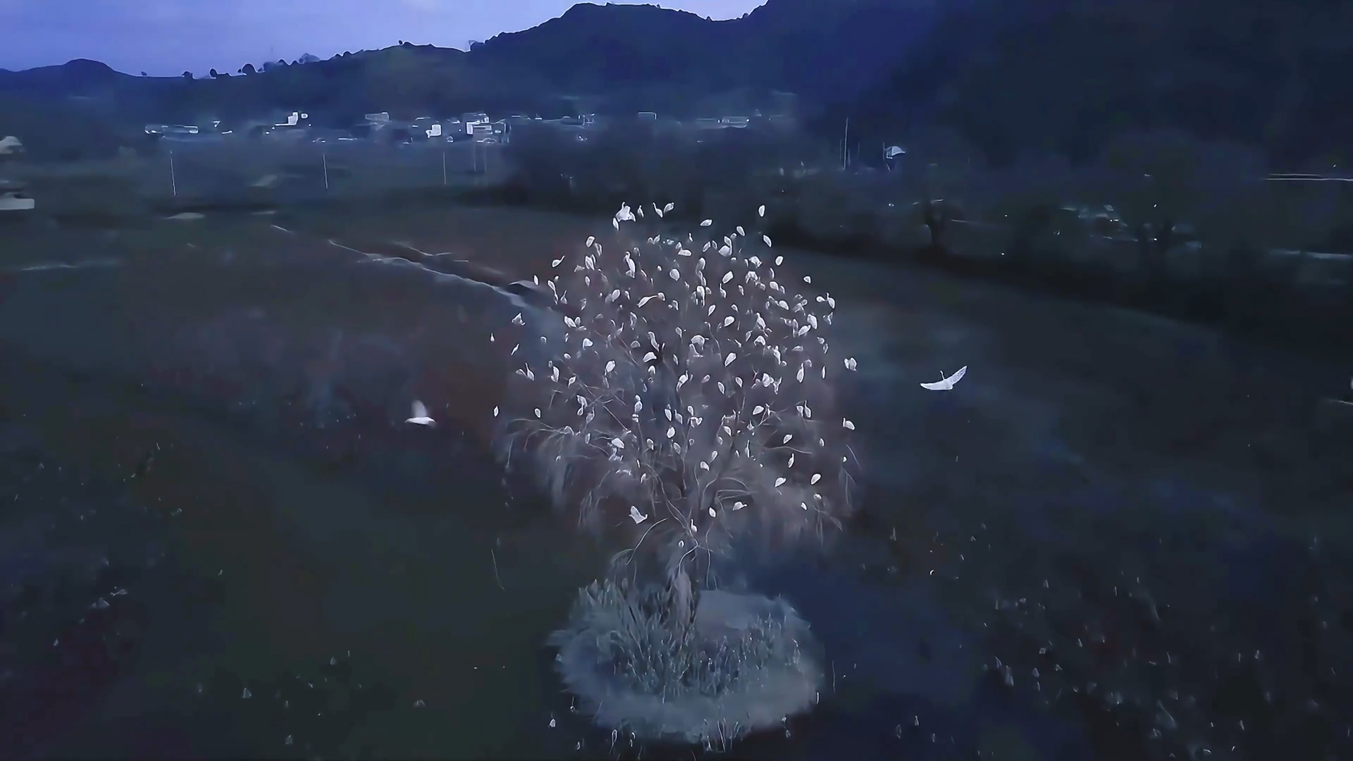 壮观！百鸟归巢 一树“银花”开