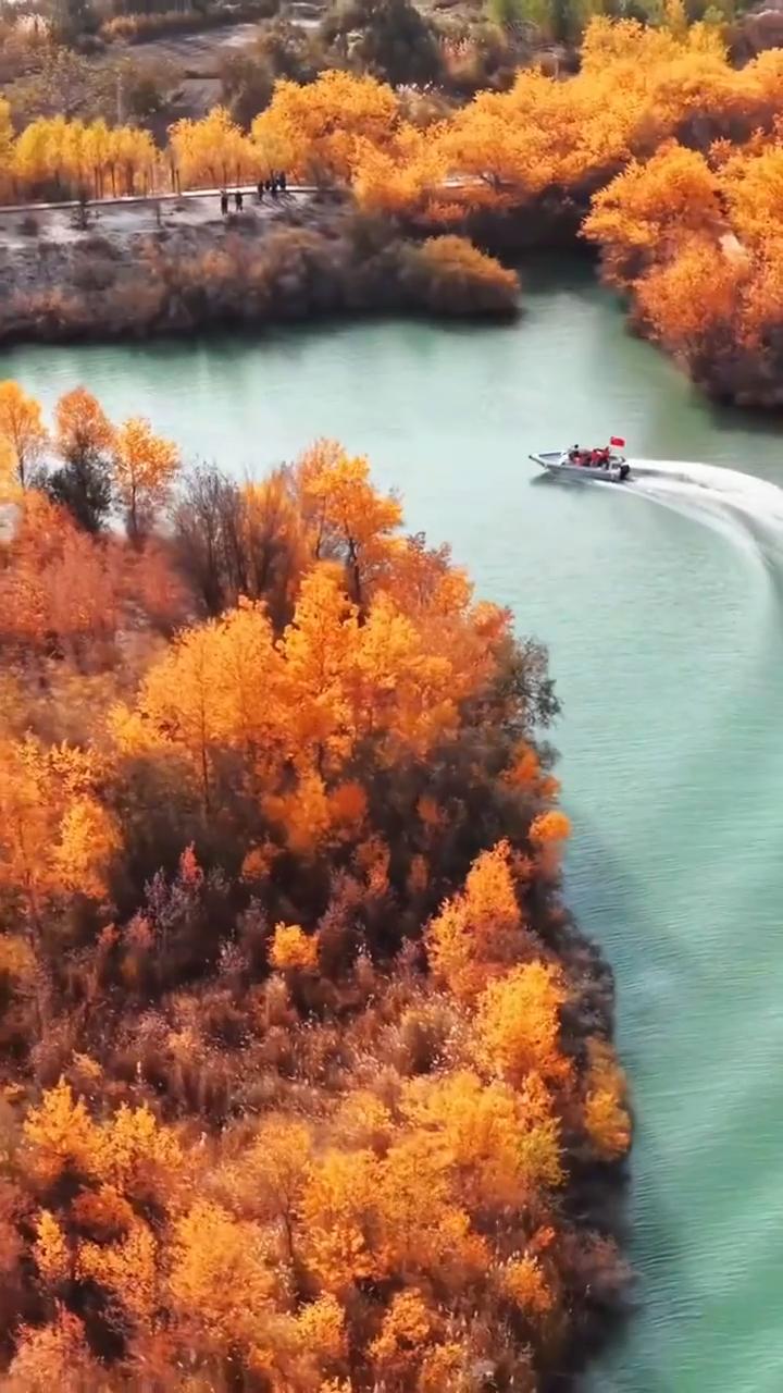 美！新疆胡杨林好像童话场景