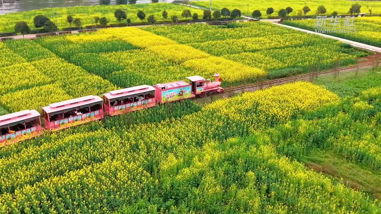 好梦幻！看油菜花开美若海
