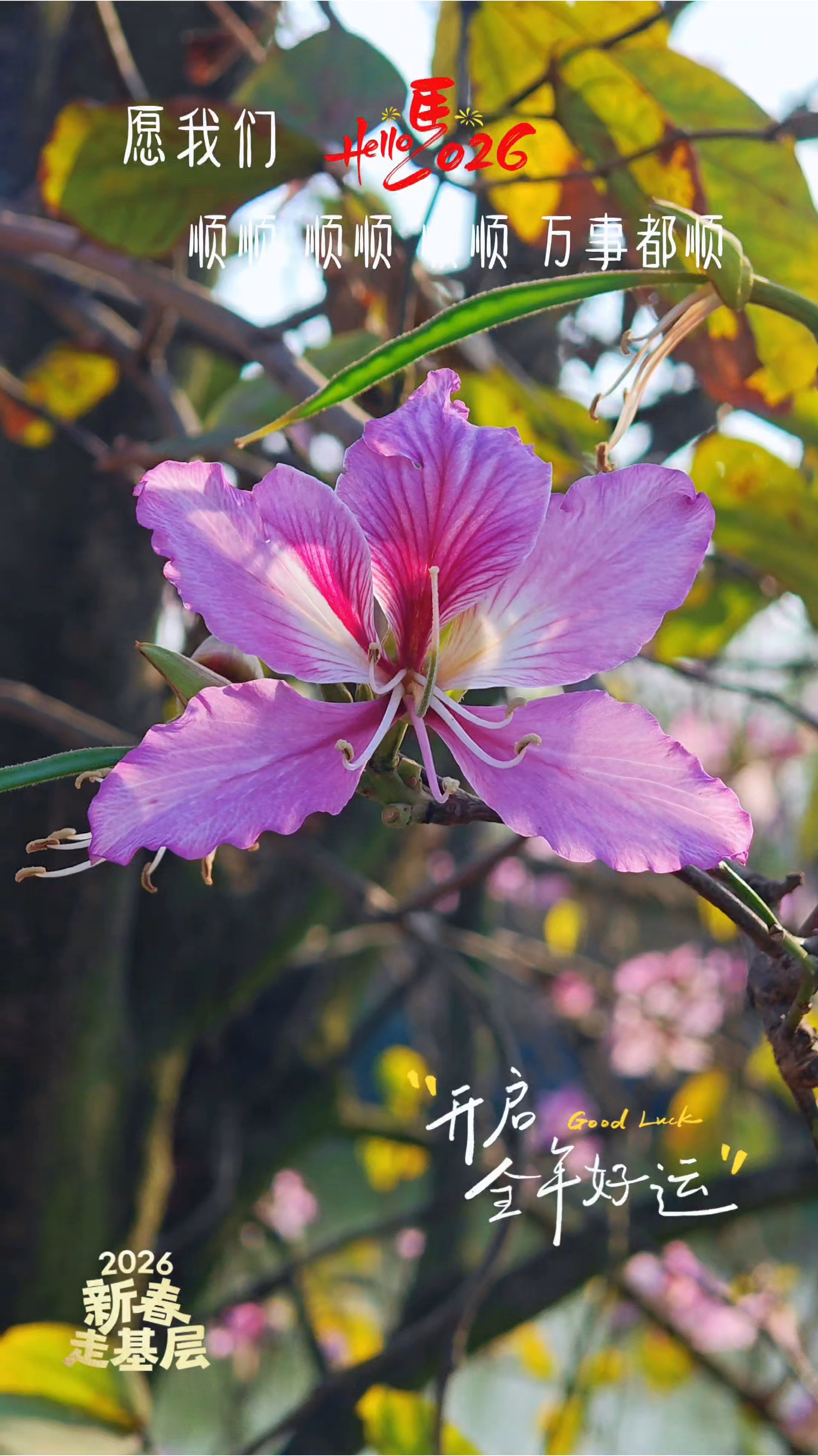 新春走基层｜荧屏“花神”入画来