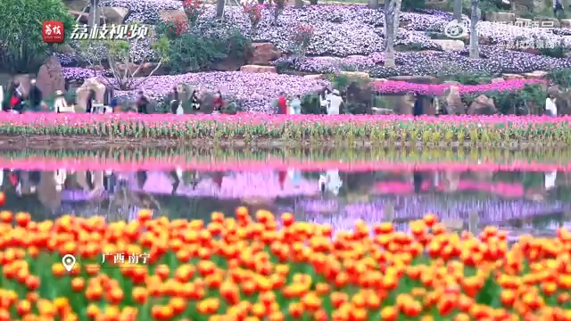 南宁郁金香绽放尽显早春浪漫