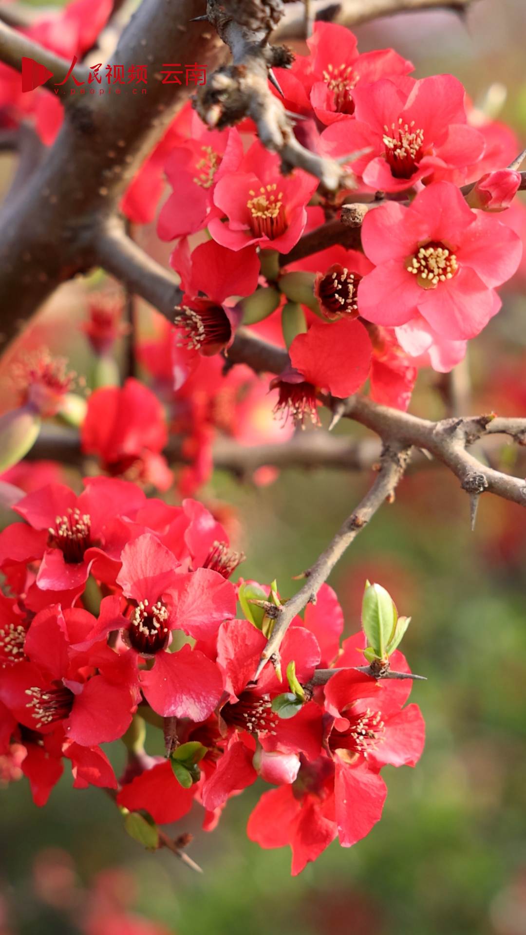 当《诗经》里的木瓜遇见春天 花开竟如此耀眼