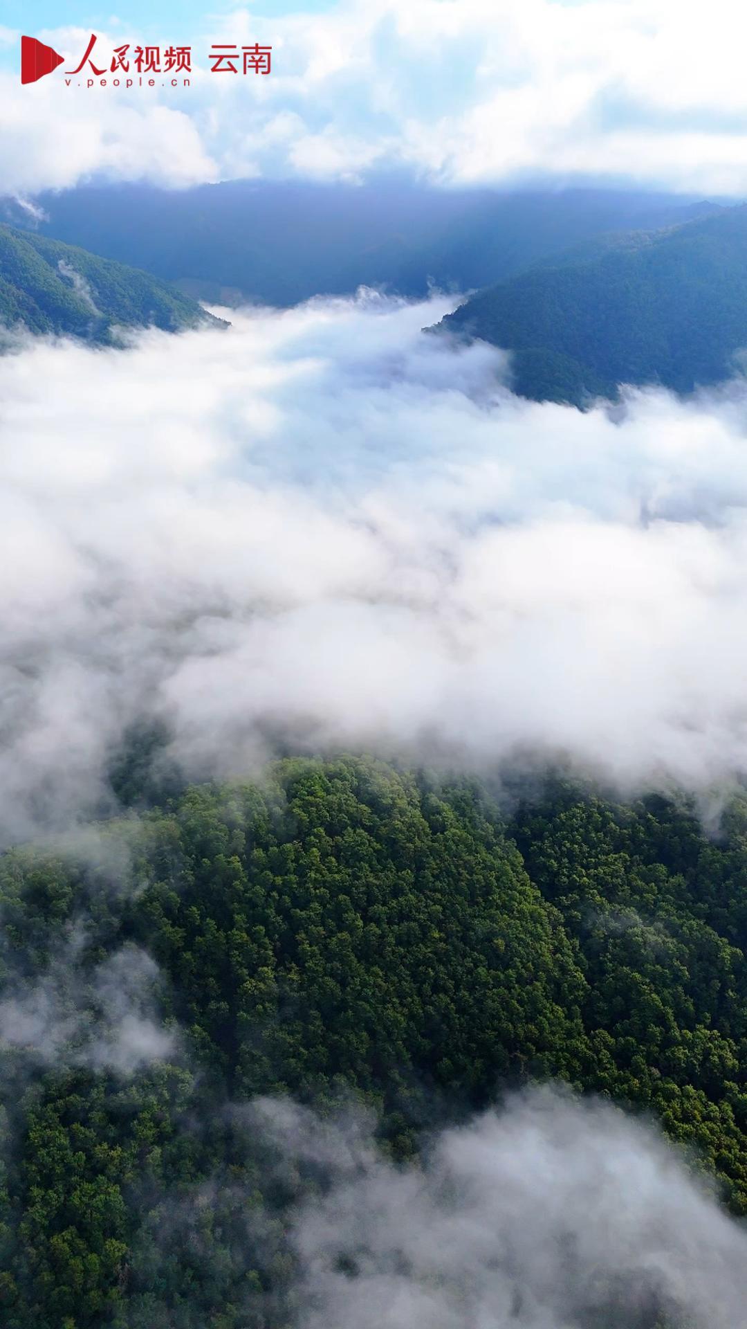 秋日哀牢山云海 每一帧都是封面
