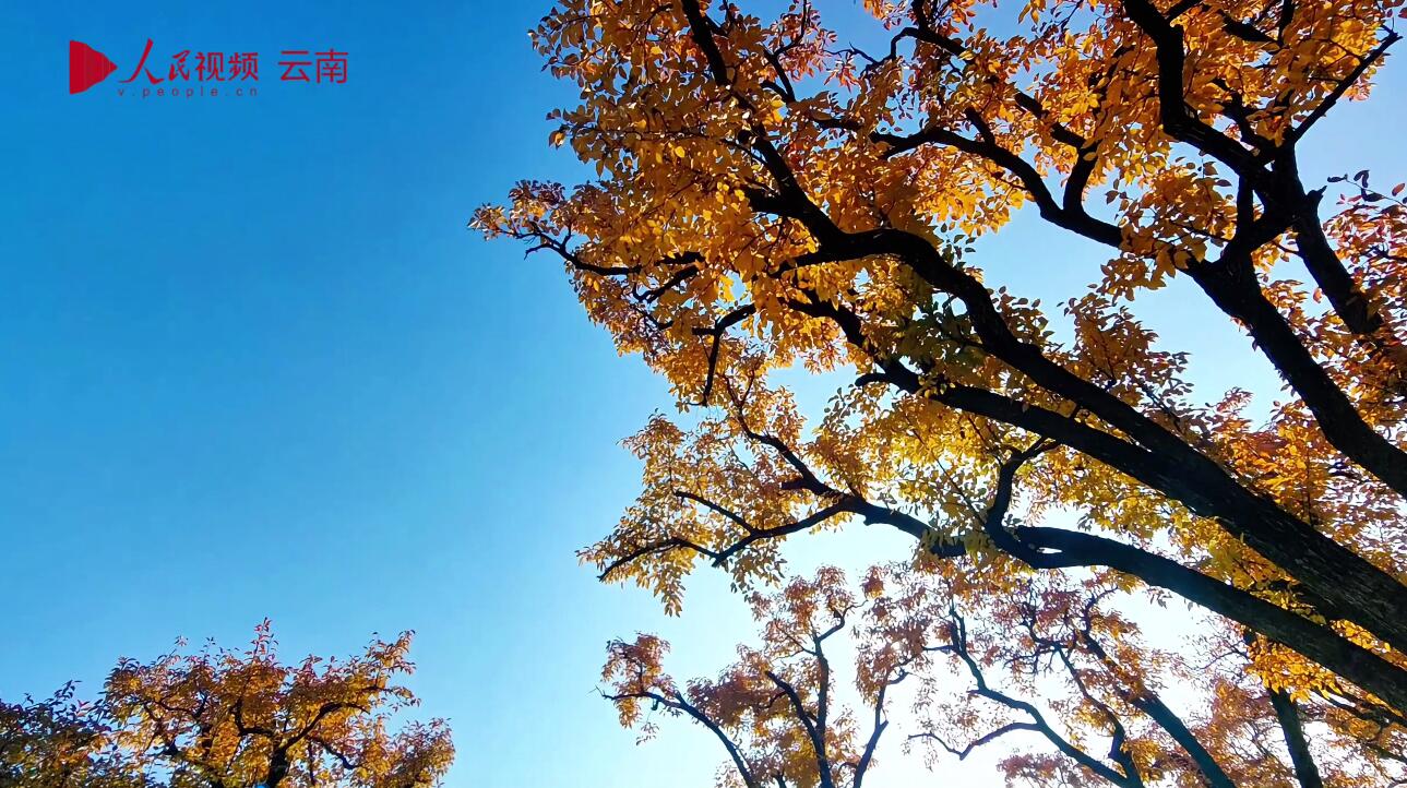 云南会泽300年梨树冬日“换装” 美如画