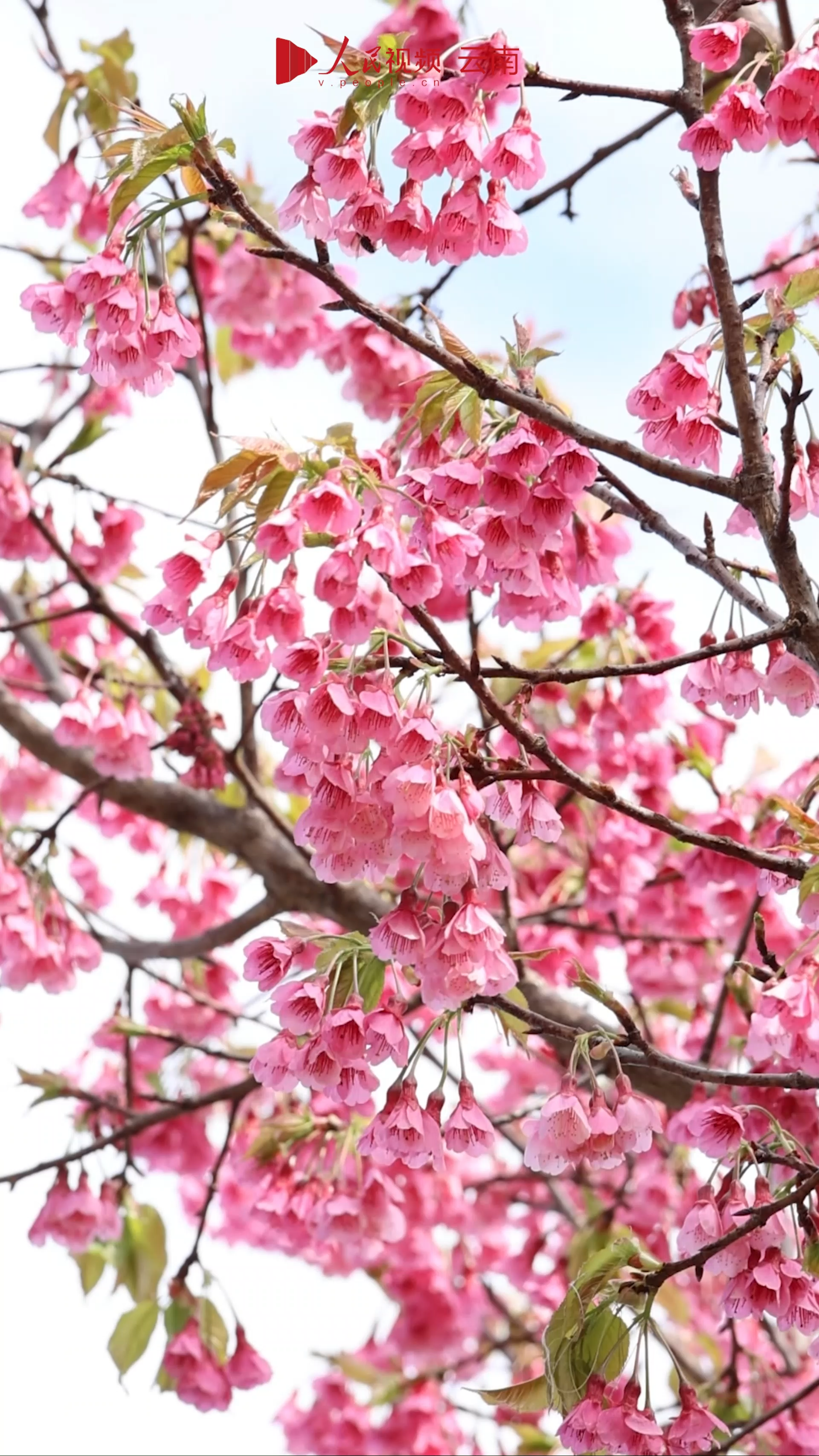 风景 藏在云南红河的千亩野樱林