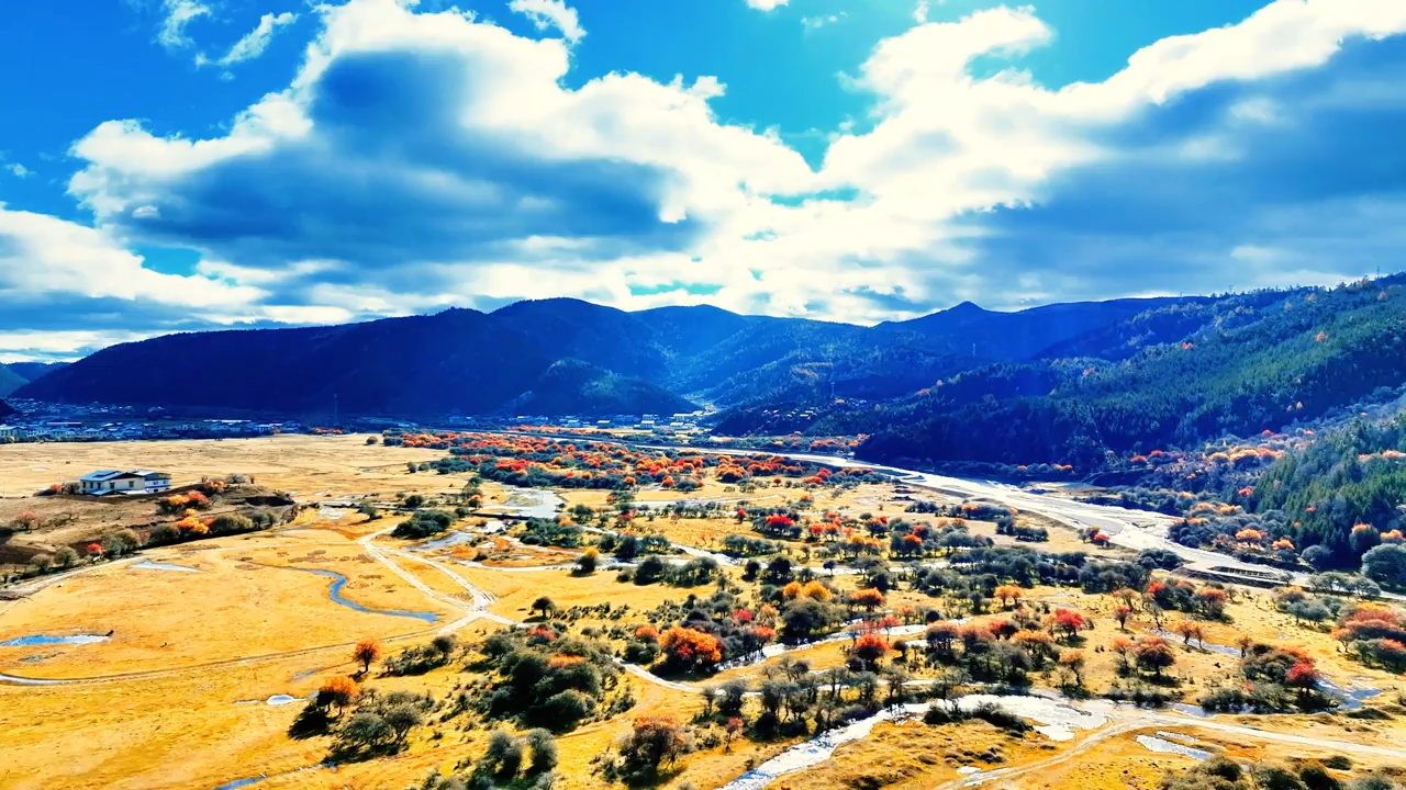 初冬香格里拉藏着一片鎏金秋光