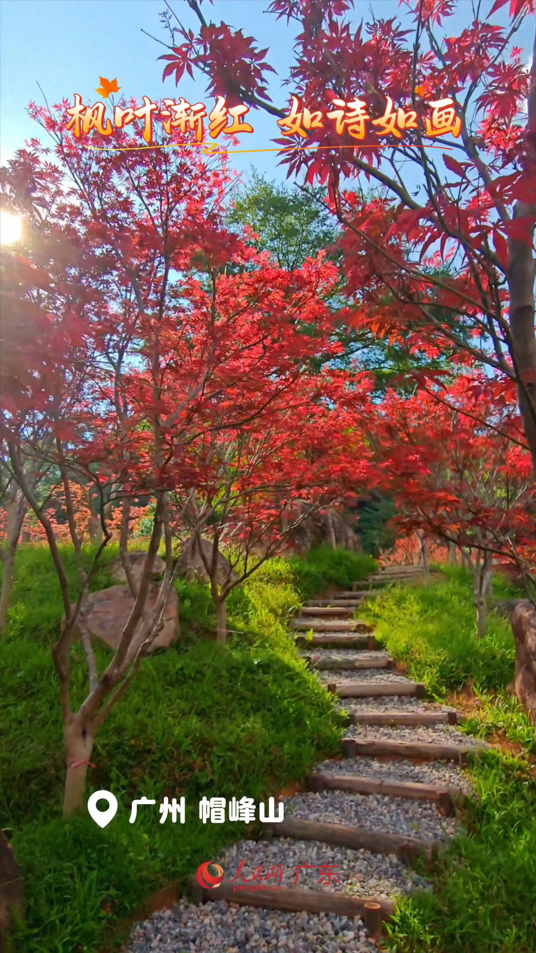 太美了！红枫向你寄出秋天“明信片”