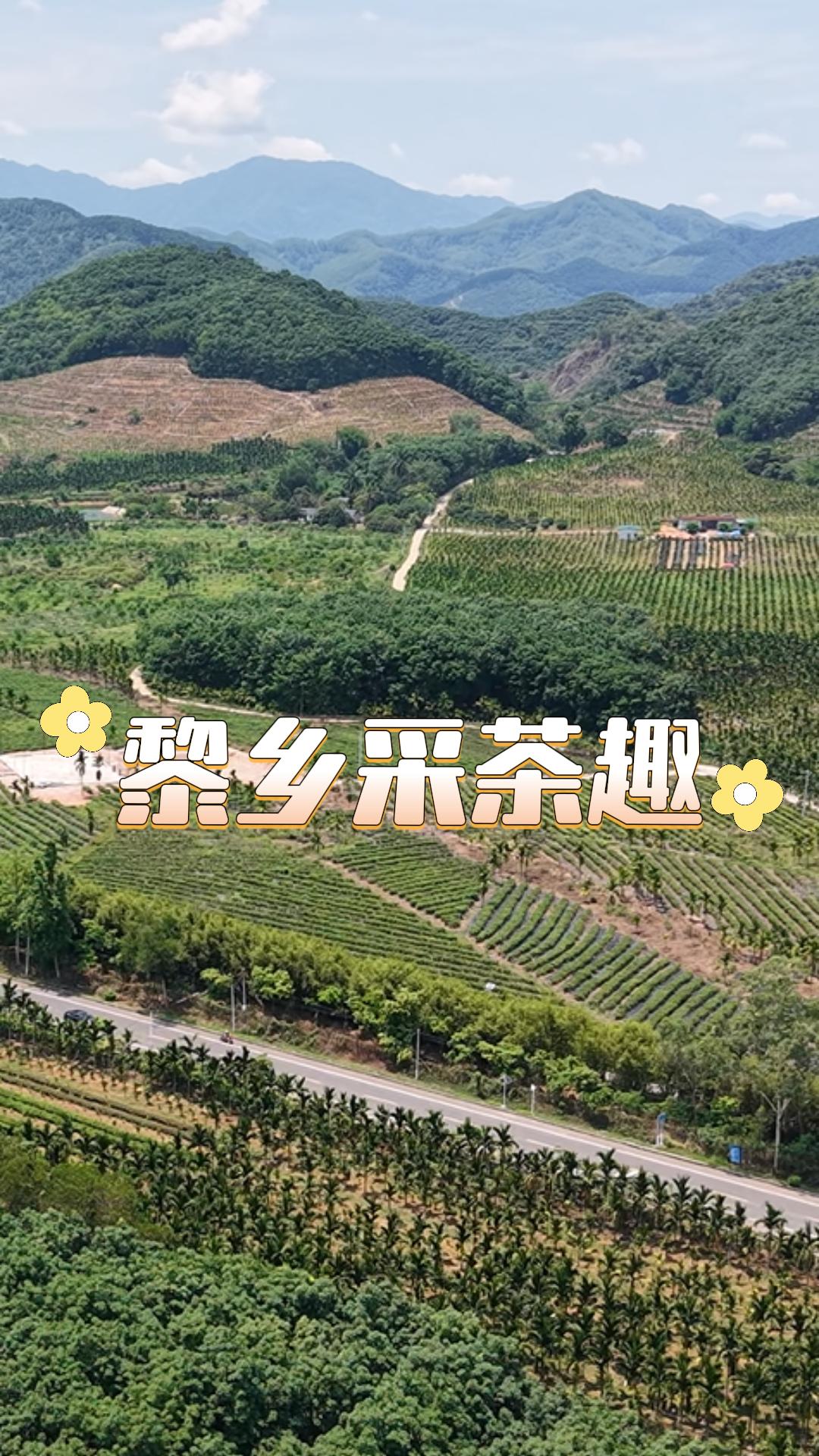 陨石坑旁的茶园故事:白沙茶韵对外展示新风貌