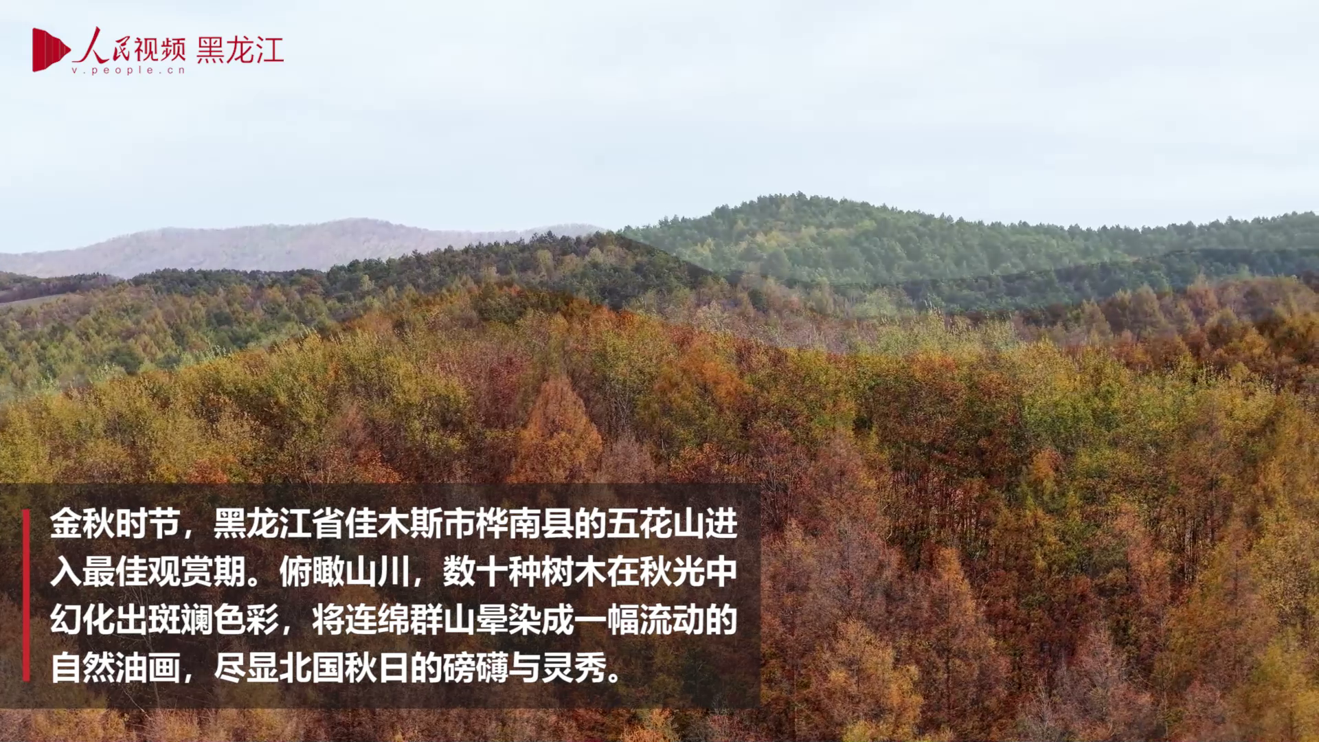 桦南：层林尽染“五花山”