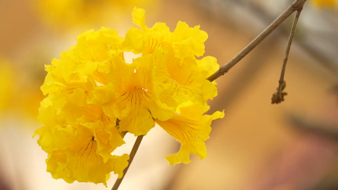 春日浪漫！黄花风铃木盛开正当时